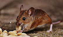 24 Hour & Emergency Exterminators in Bureau Of Census Decennial, IN